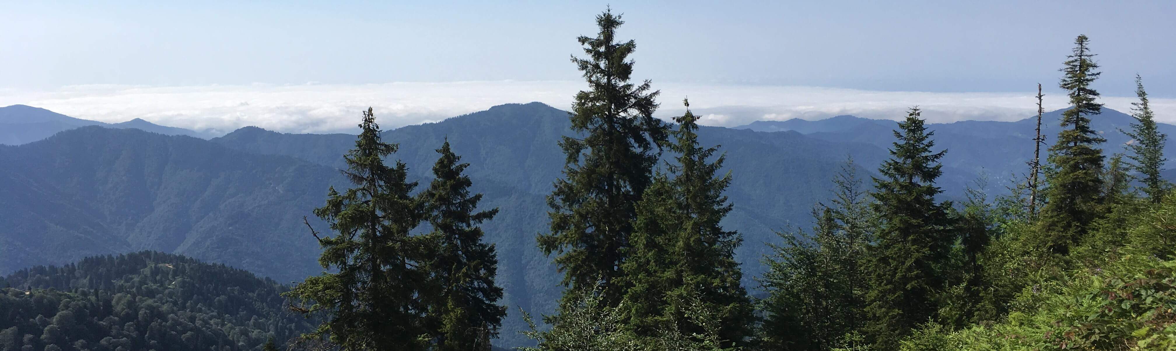 green trees with blue mountains in the distance